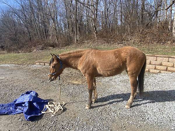 quarter-pony