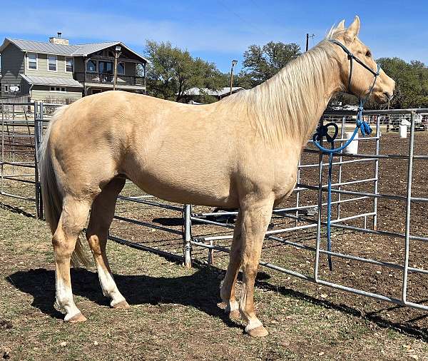 consignment-mare