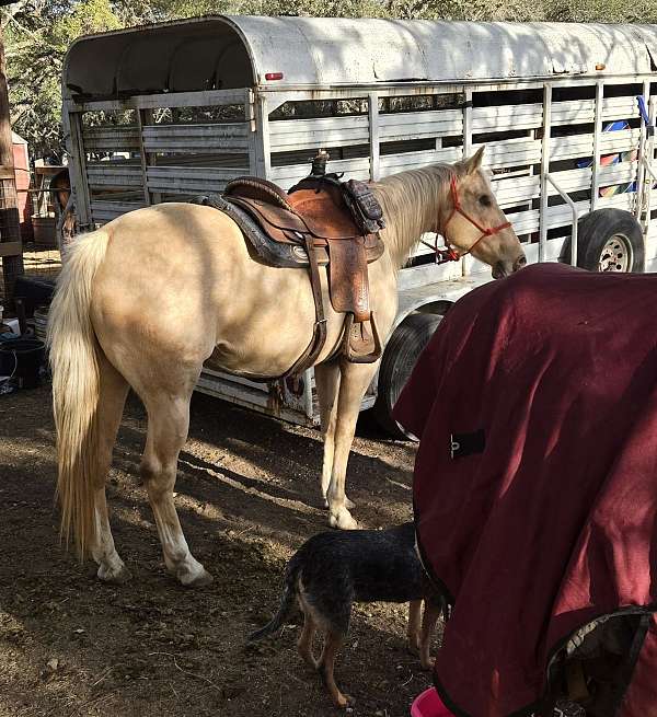 affordable-quarter-horse