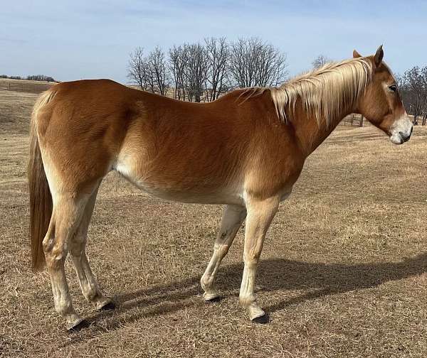 all-around-mare