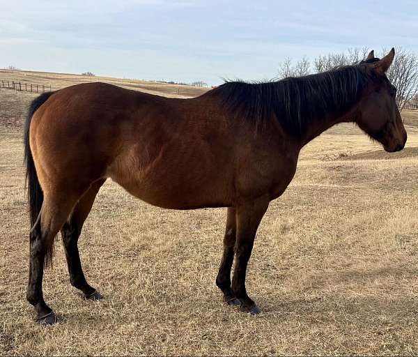 all-around-quarter-horse