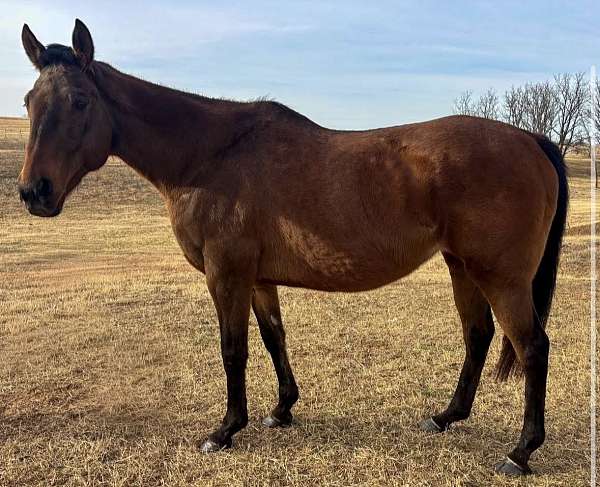 athletic-quarter-horse