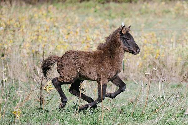 beautiful-black-icelandic-horse