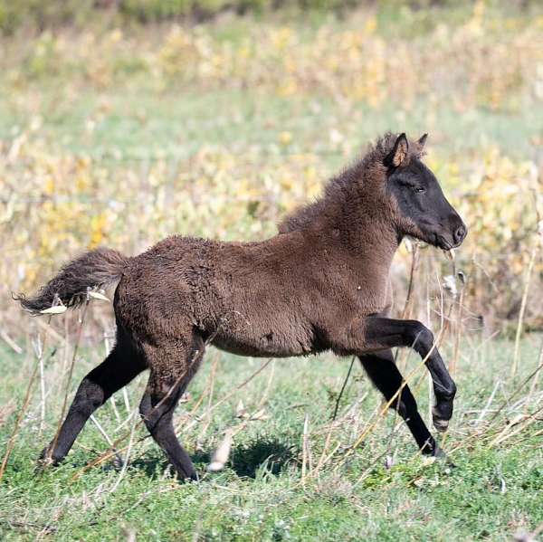 cup-icelandic-horse