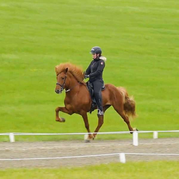 farrier-icelandic-horse