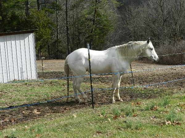 few-dark-bay-spots-horse
