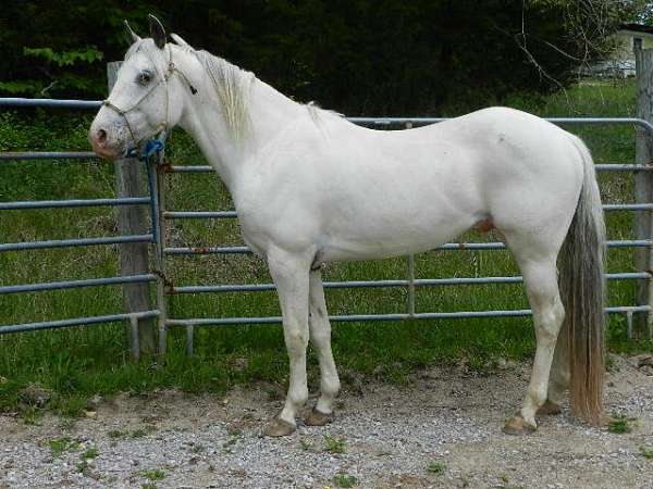 bay-few-dark-spots-horse