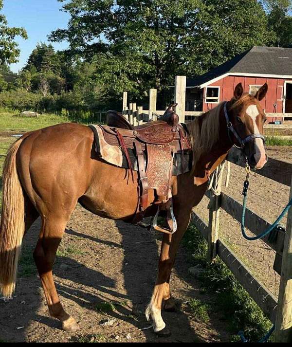 all-around-paint-horse