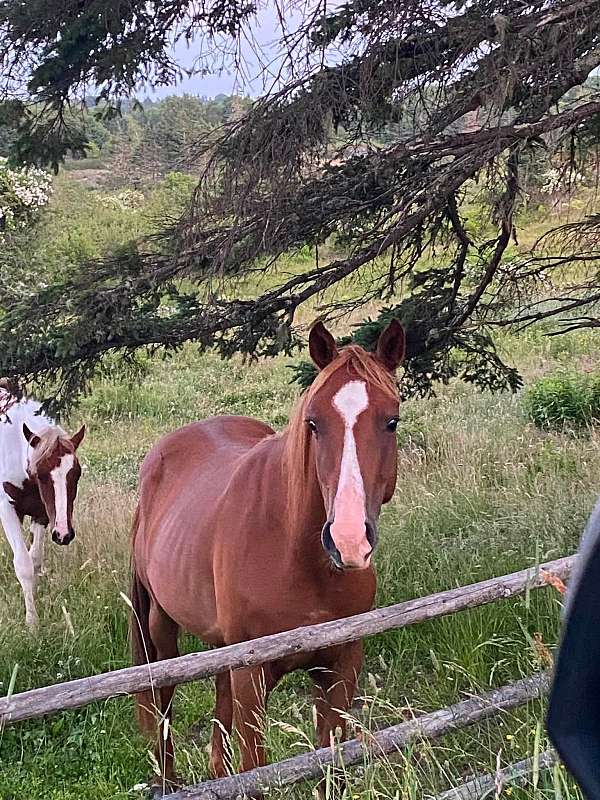 english-pleasure-paint-horse