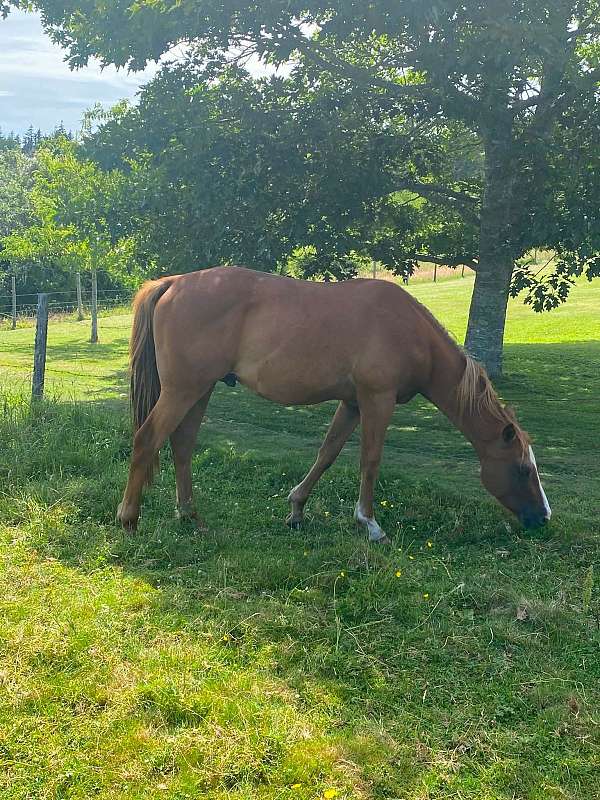 hunt-seat-equitation-paint-horse