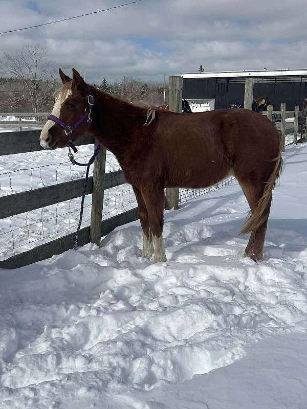 point-earners-paint-horse