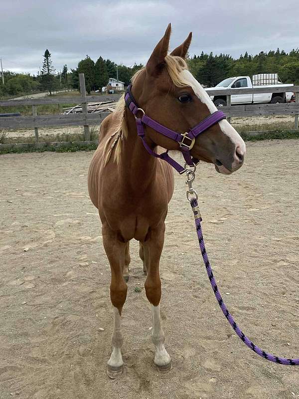 diamond-paint-horse