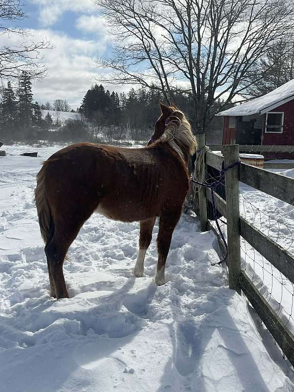 motion-paint-horse