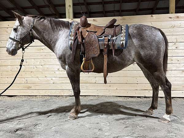 project-prospect-pony