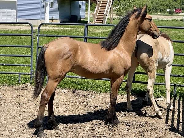 dun-w-blk-points-polo-pony