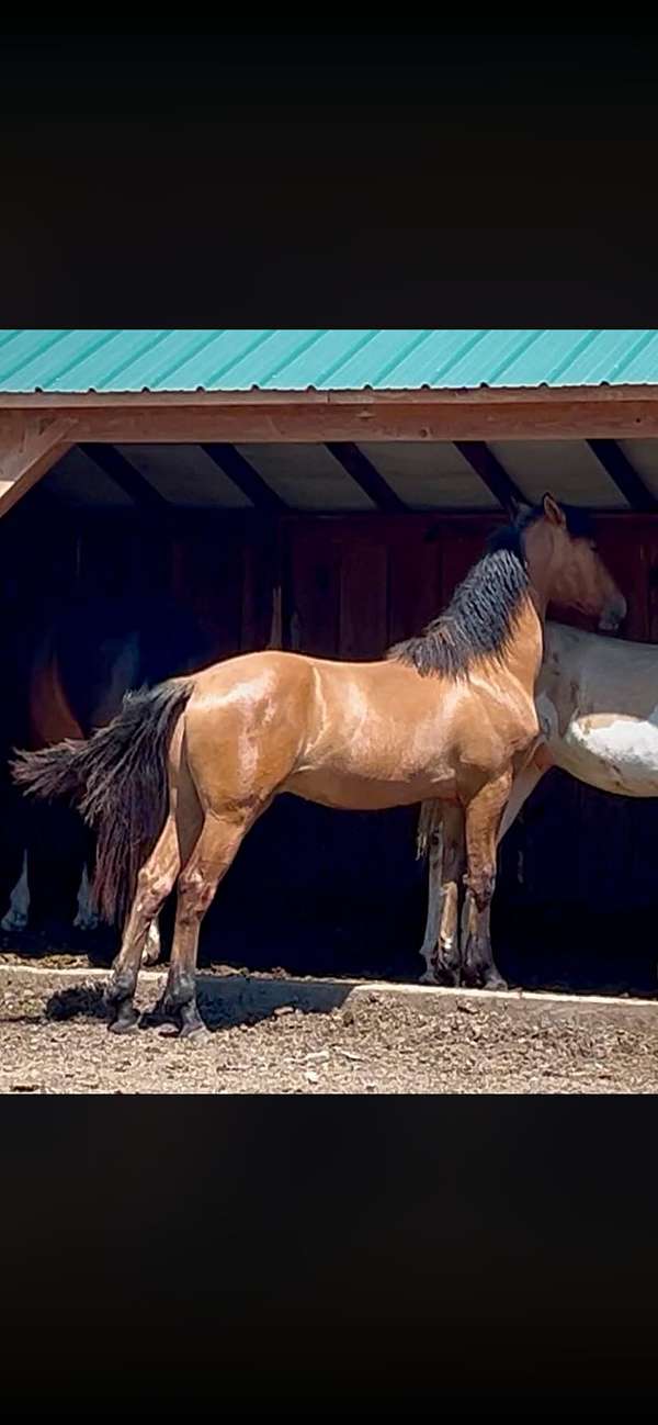 cross-breed-horse