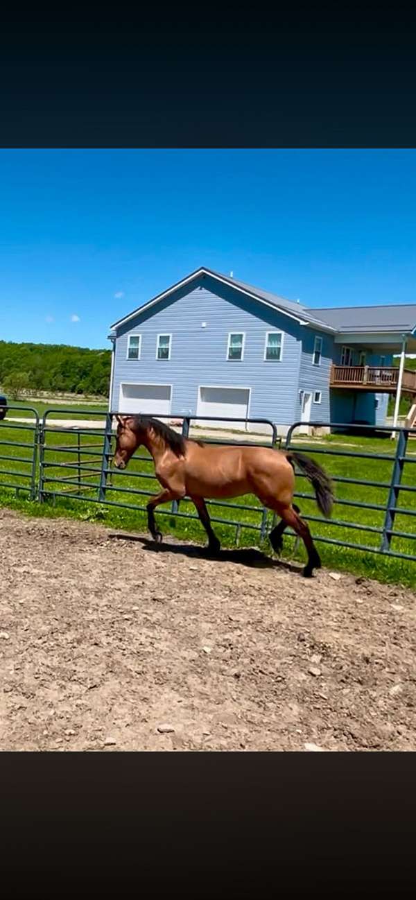 confidence-colt
