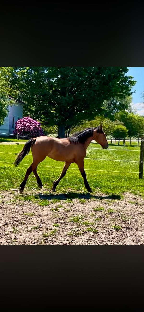 cross-breed-colt