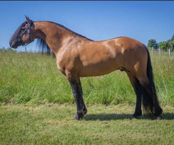 fearless-colt