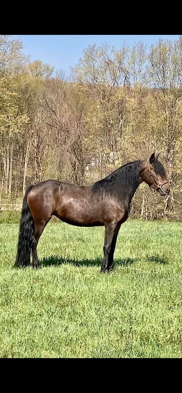 intelligent-colt