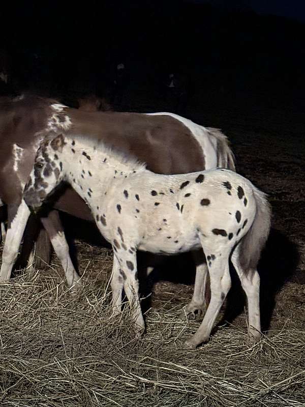 8-hand-shetland-pony-colt