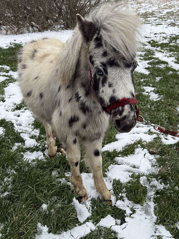 8-hand-shetland-pony