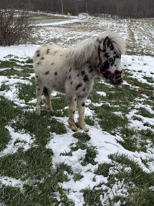 colt-shetland-pony