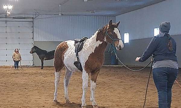 been-saddled-bashkir-curly-horse