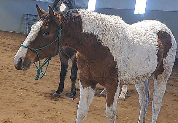 bred-bashkir-curly-horse
