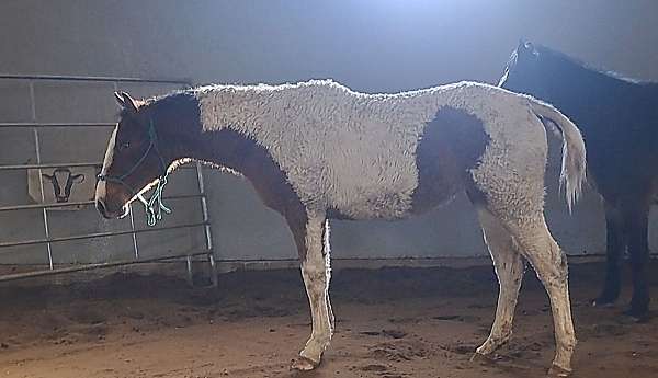 bred-to-bashkir-curly-horse