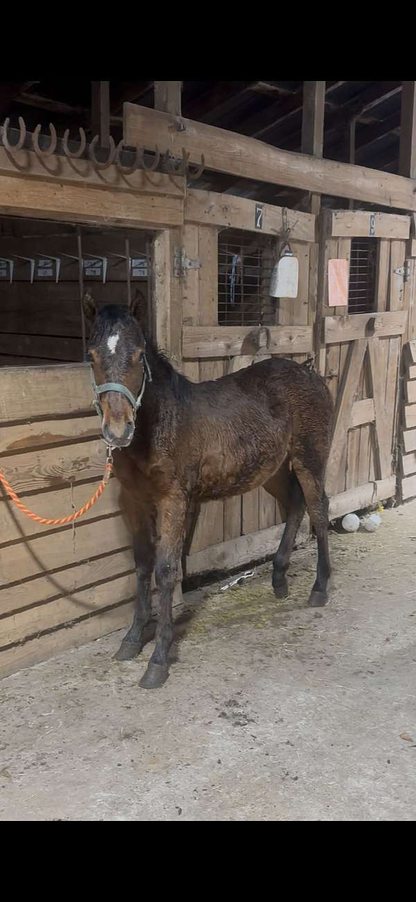 quarter-horse-filly