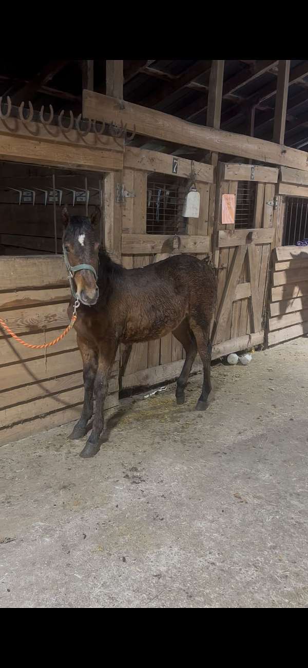 quarter-horse-for-sale