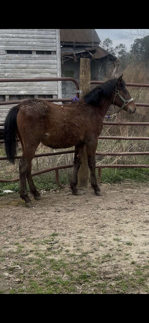 quarter-horse