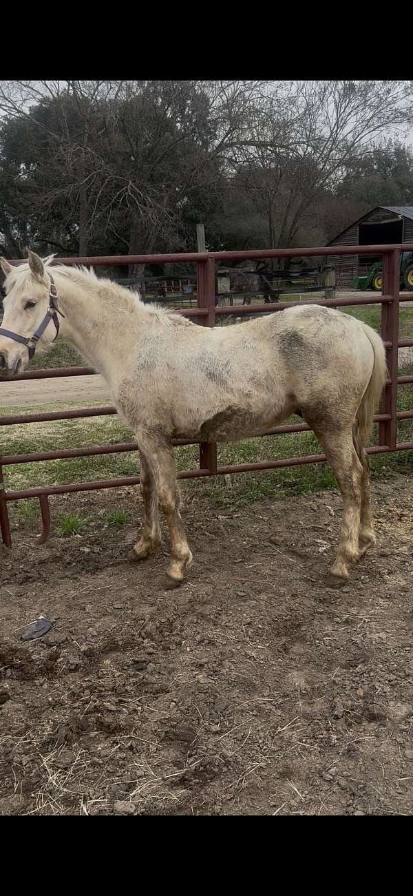 quarter-horse-colt