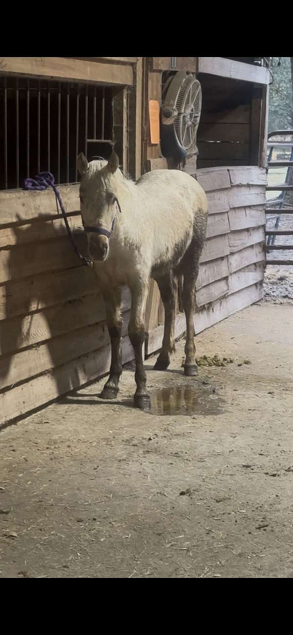 quarter-horse-for-sale
