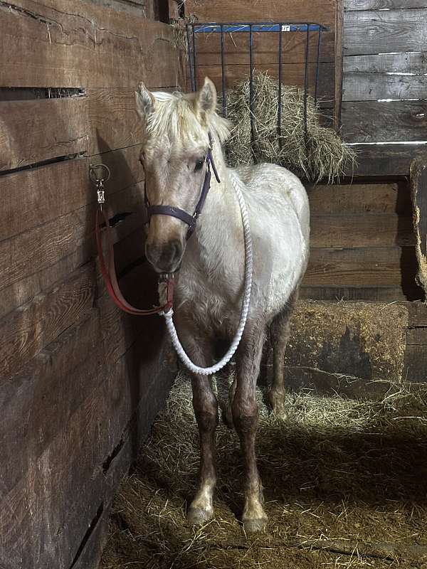 quarter-horse