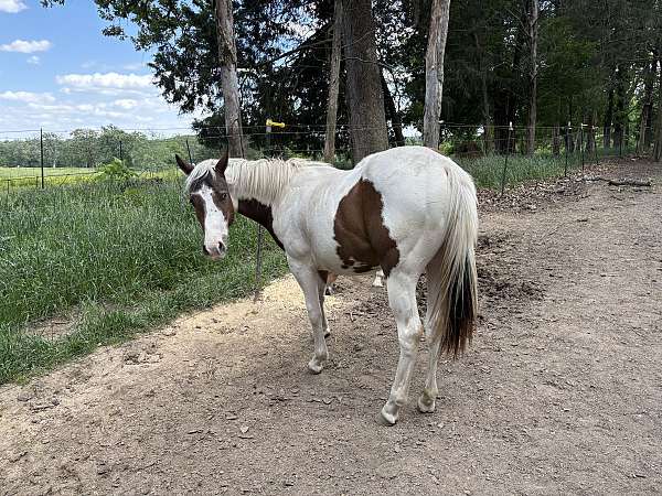 good-conformation-paint-horse