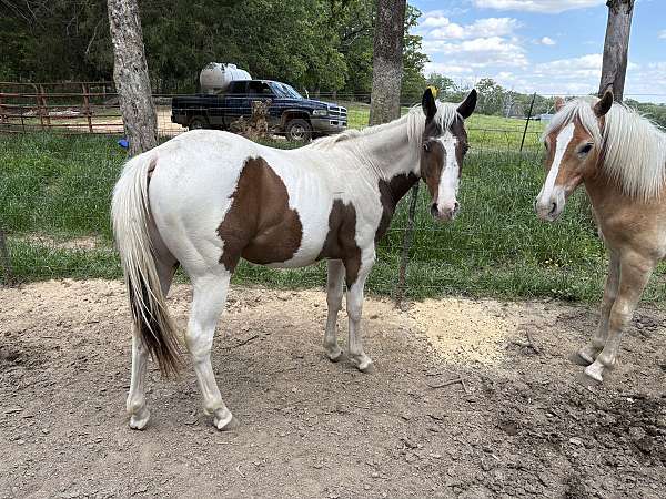 great-gelding-paint-horse