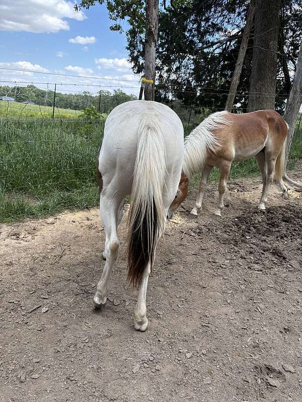 chestnut-white-colt