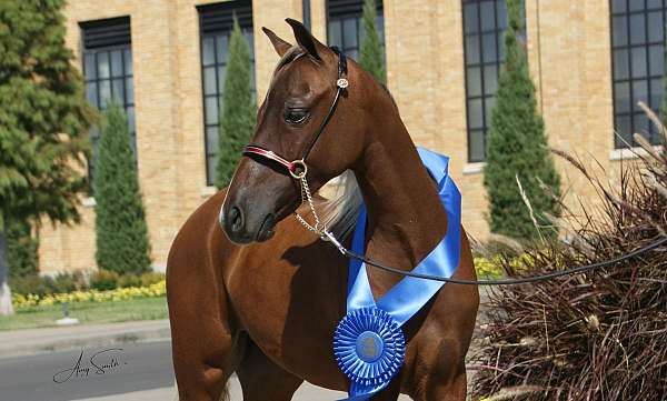 white-hairs-on-forehead-snip-back-fetlocks-horse
