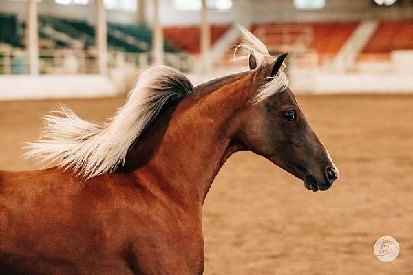 silb-white-hairs-on-forehead-snip-back-fetlocks-horse