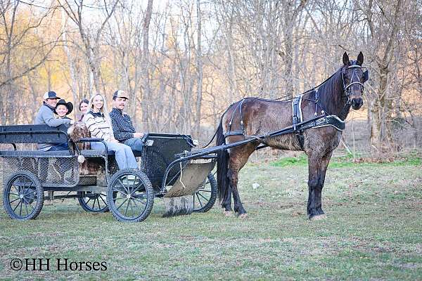 trail-class-morgan-horse