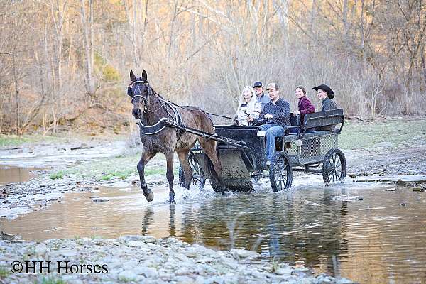 all-around-morgan-horse
