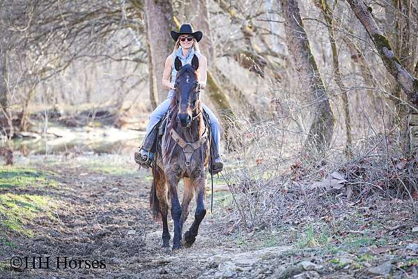 athletic-morgan-horse