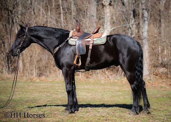 all-around-friesian-horse