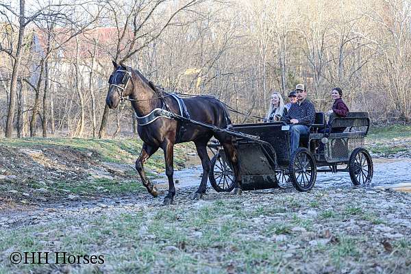 athletic-friesian-horse
