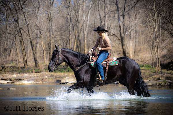 draft-friesian-horse
