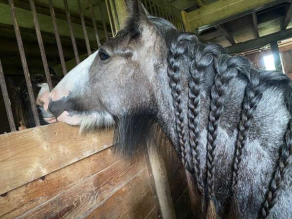 gypsy-vanner-filly