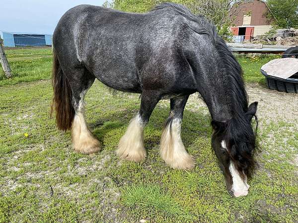 gypsy-vanner-horse-for-sale