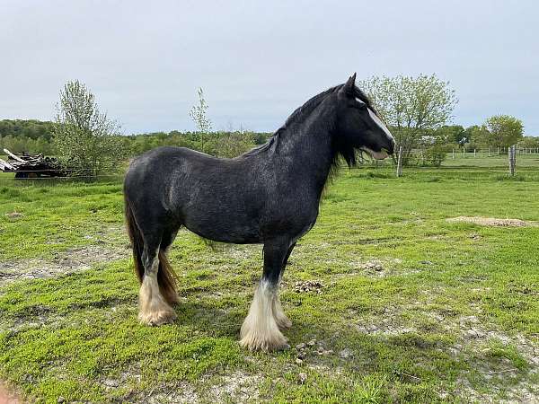 gypsy-vanner-horse